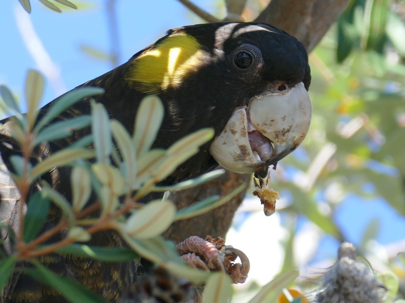 黑凤头鹦鹉来访的日子，就是堪培拉最美好的时节