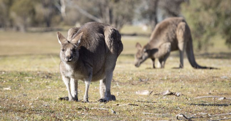 堪培拉防止车辆与袋鼠相撞的“虚拟围栏”试点方案被否决