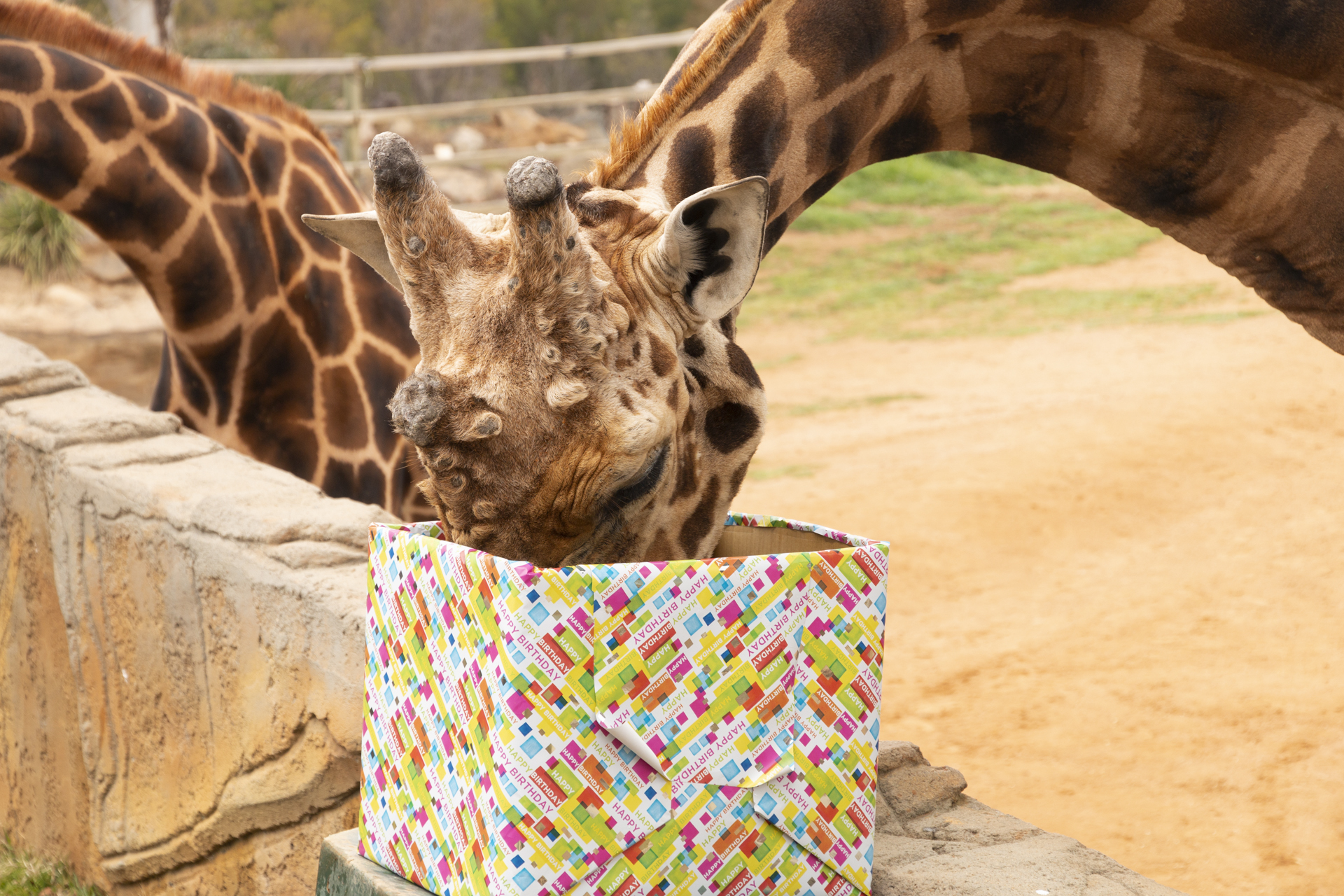 新生日记：堪培拉国家动物园的长颈鹿和狐獴过生日啦！
