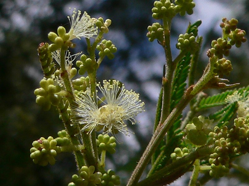 在澳大利亚，每朵金合欢花都有属于自己的一天，你知道它们为什么叫Wattle吗？