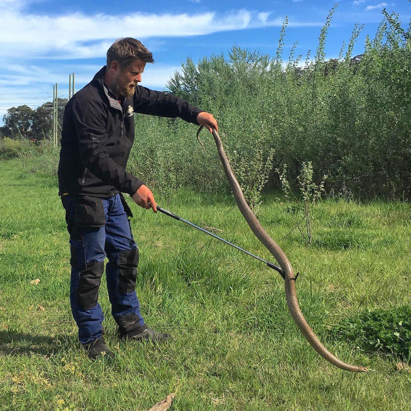 堪培拉湖边现巨型致命棕蛇，潮湿的春夏季节警惕“蛇出没”！