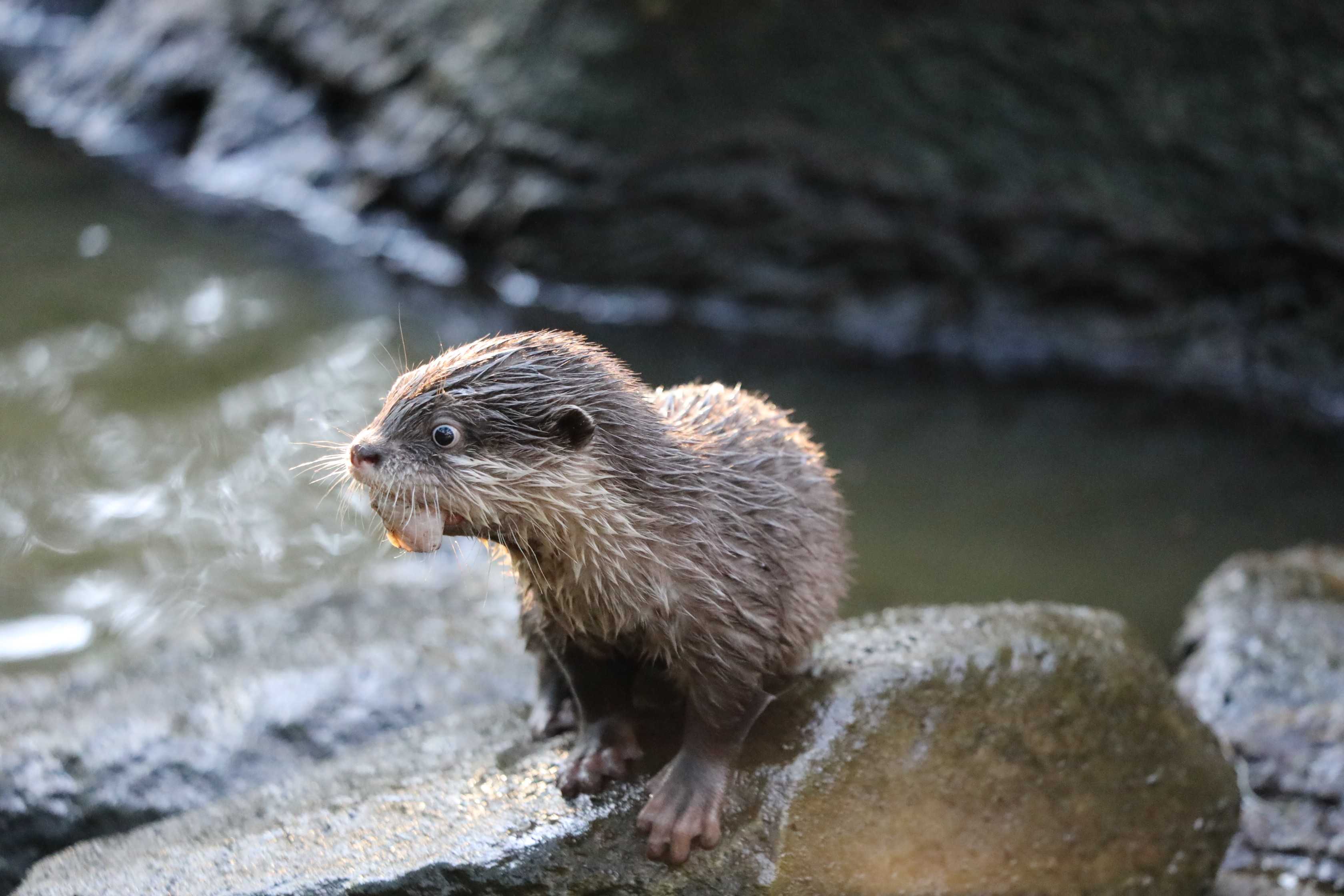 新生日记：堪培拉国家动物园首次诞生水獭幼崽，快来看这三只小可爱！