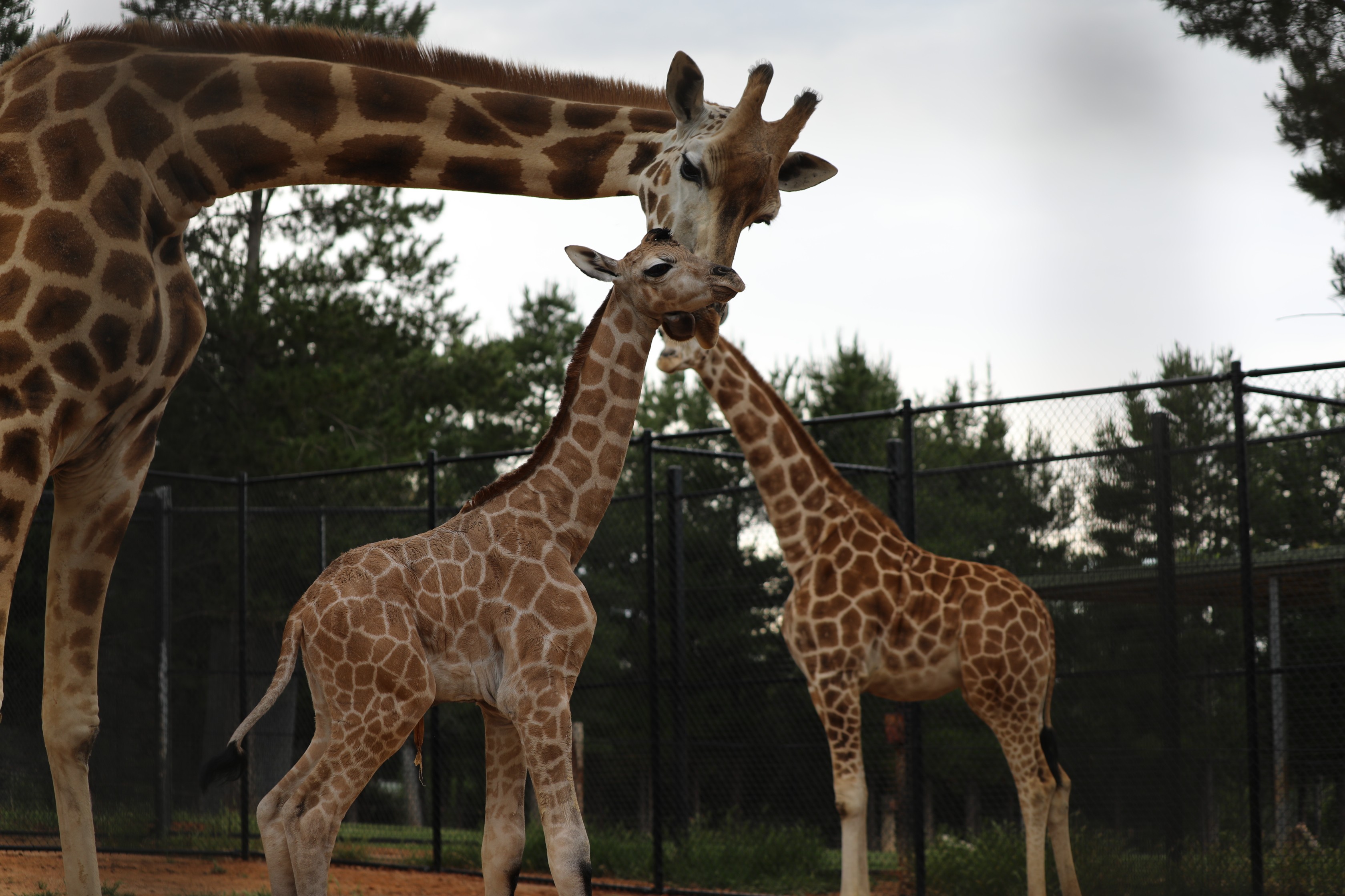 新生日记：堪培拉国家动物园长颈鹿宝宝诞生！