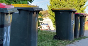 政府对堪培拉垃圾箱及废品回收进行审计，我们需要了解这些