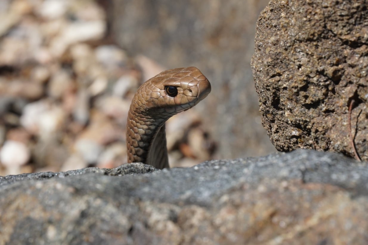 堪培拉捕蛇专家开启关于蛇的首创研究，与蛇类“友好”相处！