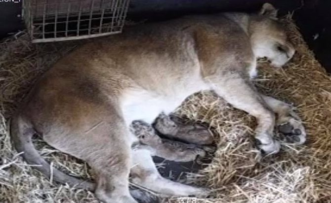 Mogo野生动物园的狮子妈妈和两只幼狮不幸死亡