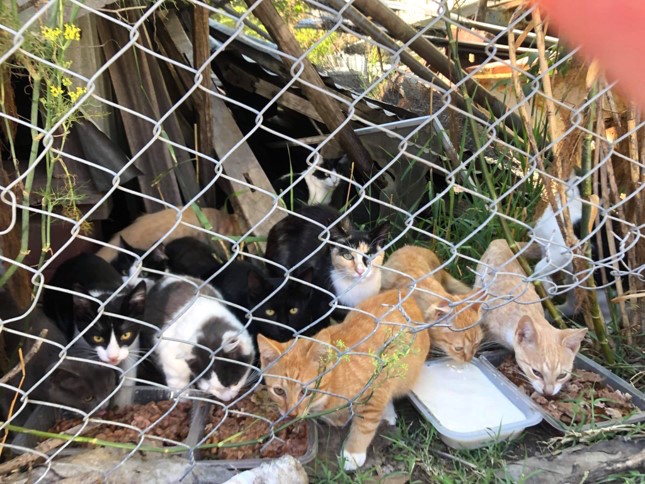 “它们并不是野猫，只是无家可归”堪培拉街猫联盟表示社区对流浪猫存在误解