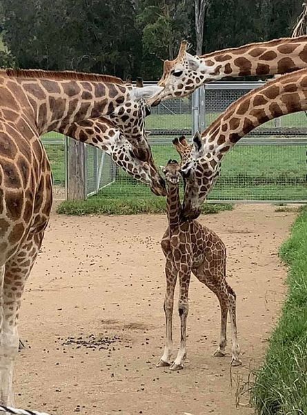 视频：澳大利亚日，Mogo野生动物公园收到长腿妈妈送来的礼物