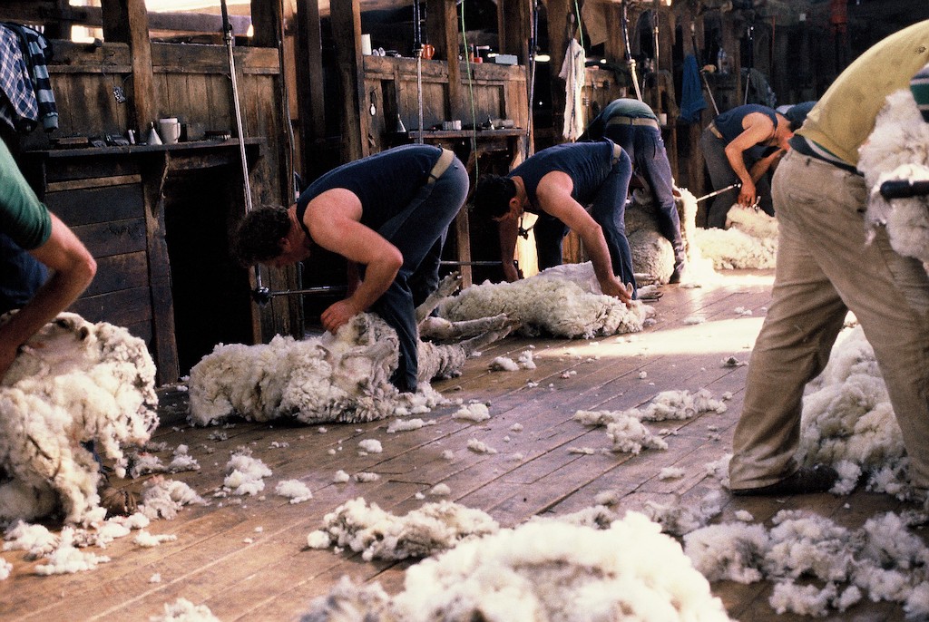“农场主们不听”：愤懑的工人们退出澳洲剪羊毛行业