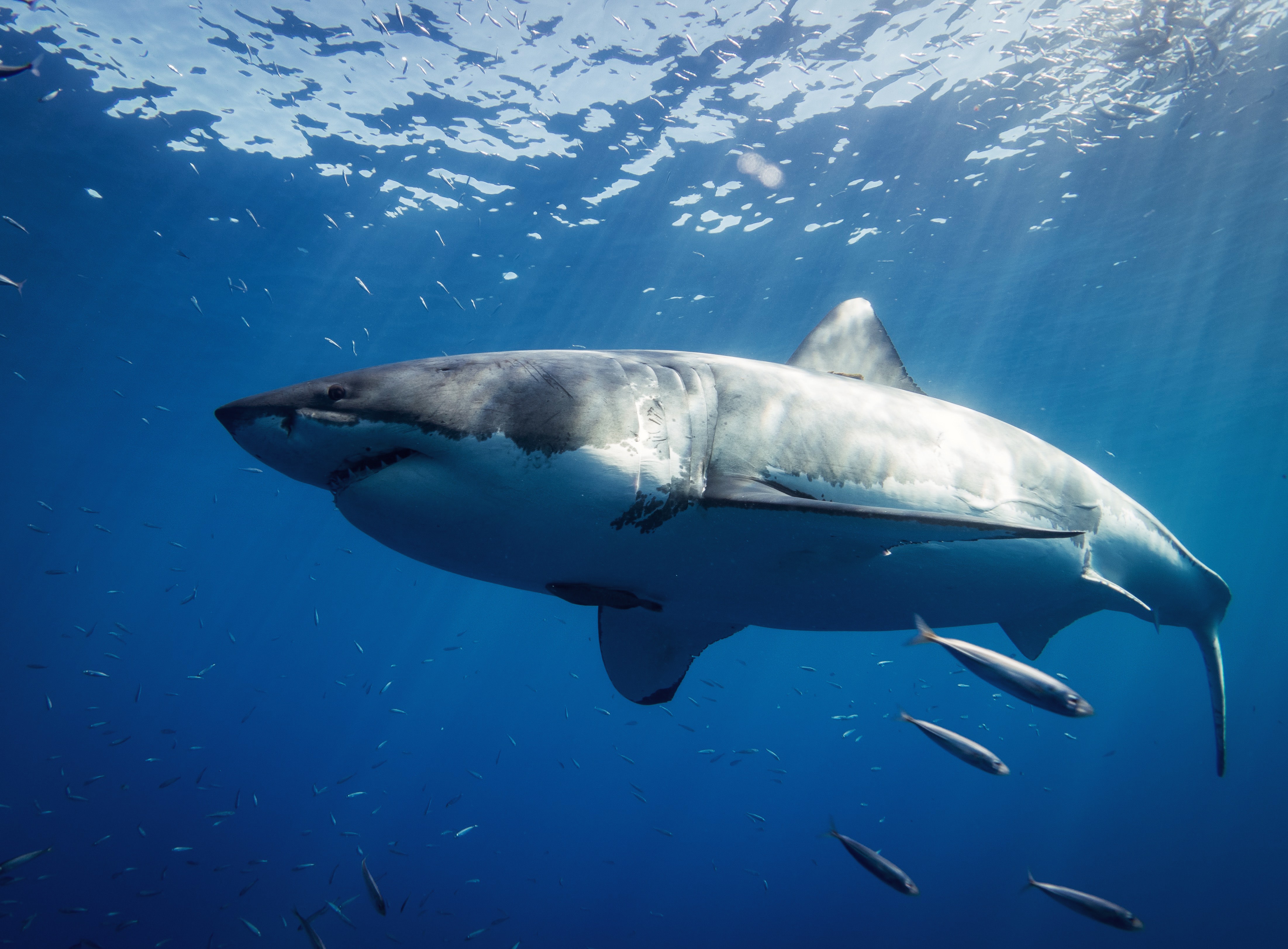 鲨鱼出没：为何近来澳大利亚新州南海岸的鲨鱼活动频繁，多位专家这样说