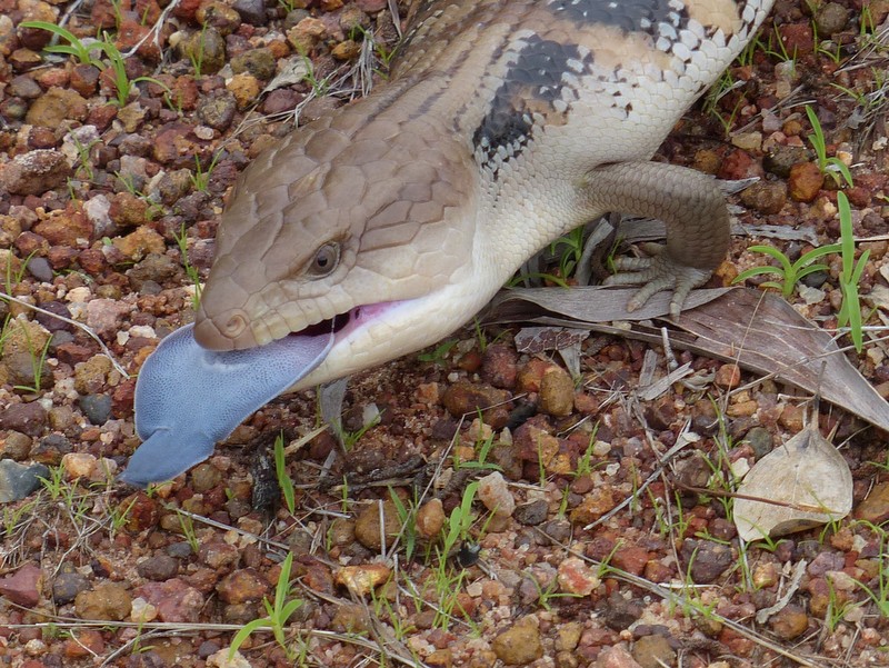 你家后院住着一只蓝舌蜥吗？这种独特的胎生蜥蜴，是堪培拉花园的温柔守护者