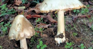 卫生部门发布警告，堪培拉出现这种致命毒蘑菇