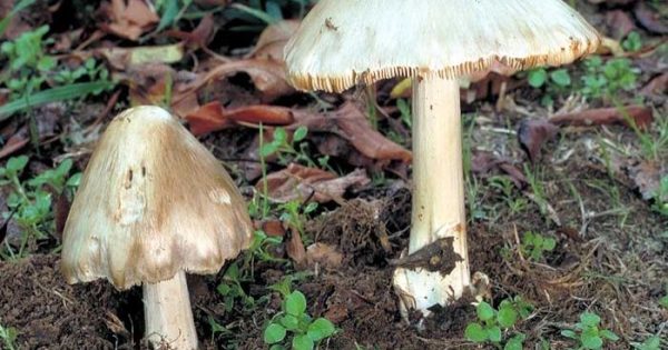 请勿触摸野生蘑菇，堪培拉这种致命毒蘑菇将到生长高峰期
