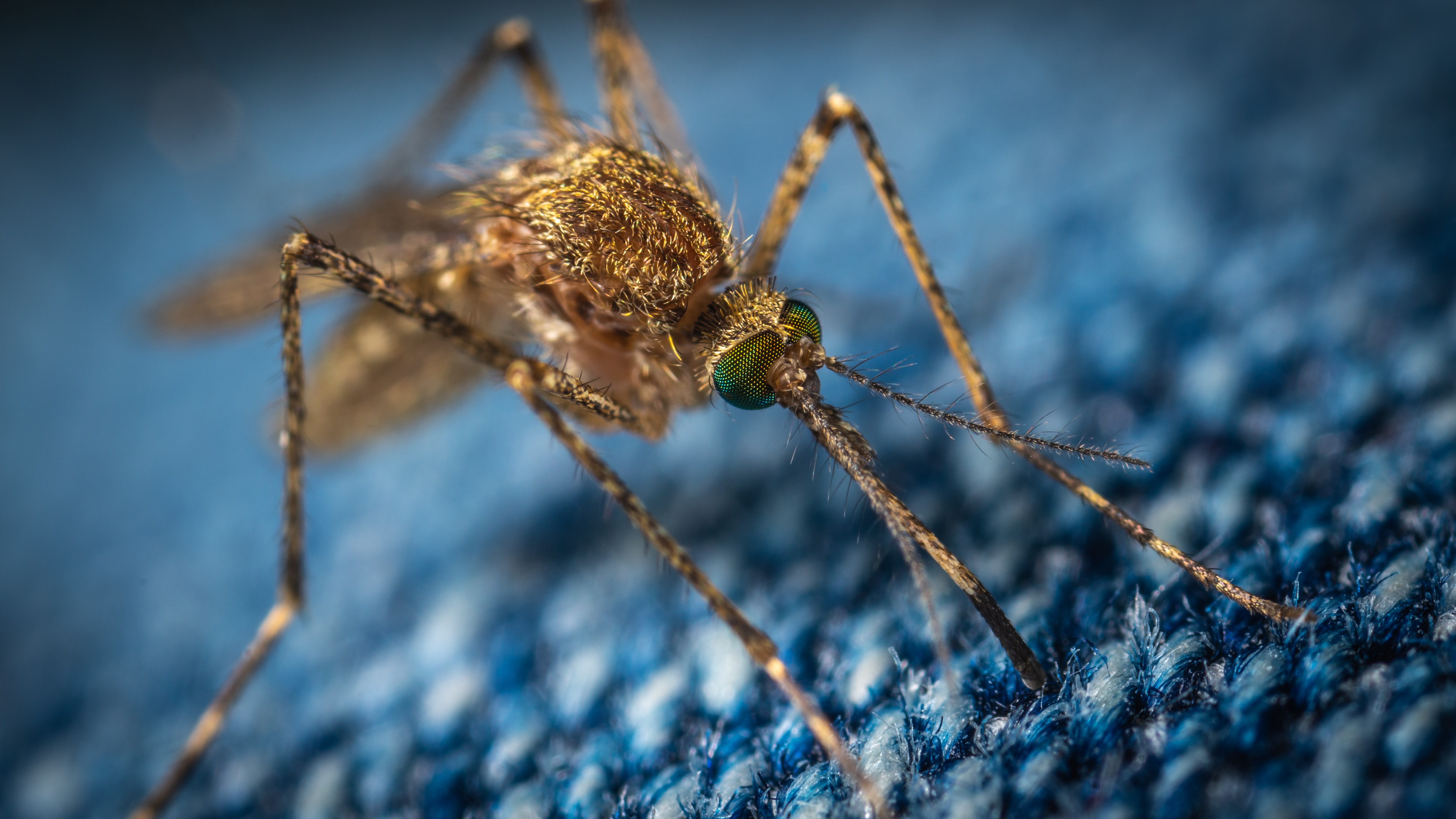 小心蚊虫，新州南部疑似爆发罗斯河热和巴马森林病毒