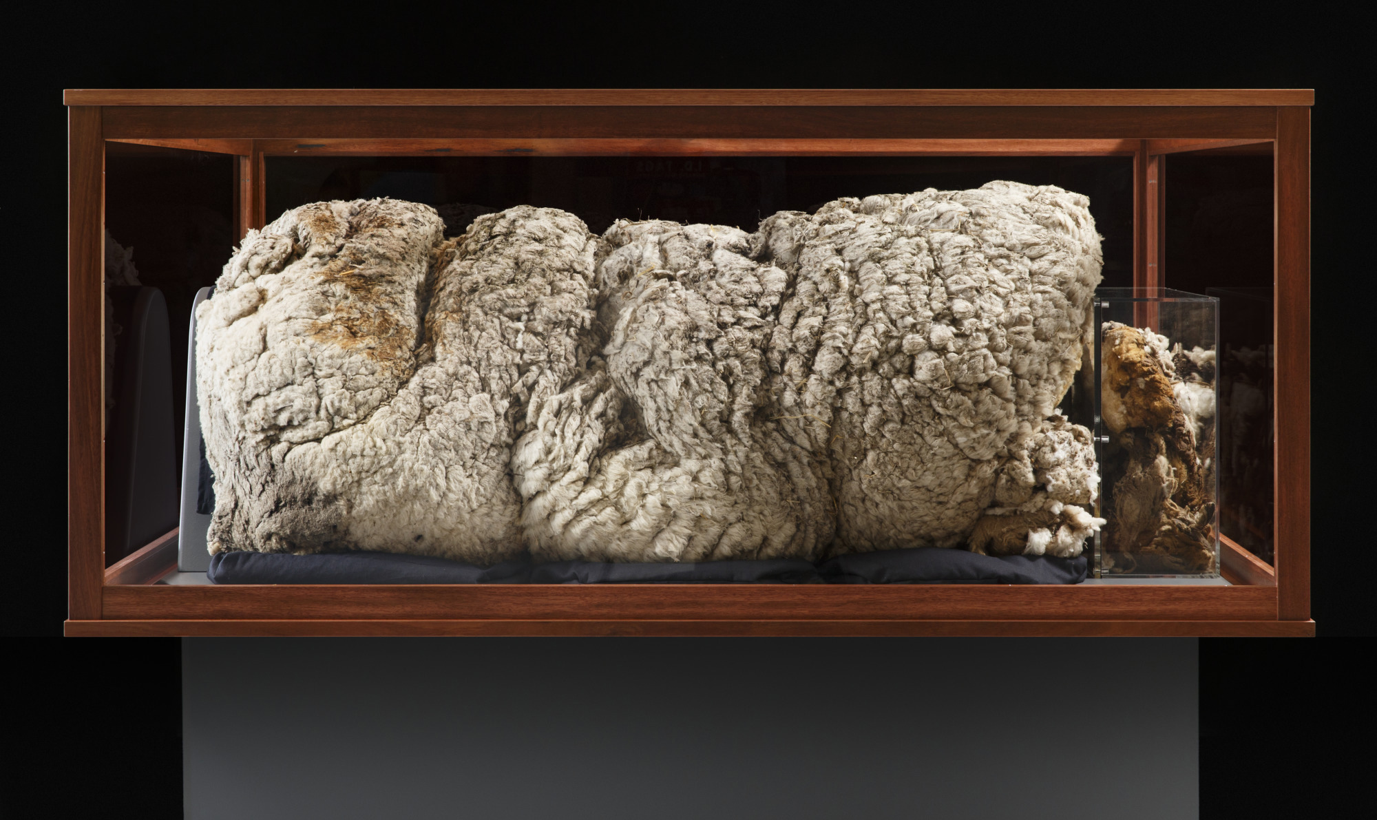 澳洲传奇绵羊克里斯：最重羊毛量的世界纪录保持者，永远安眠在澳大利亚国家博物馆