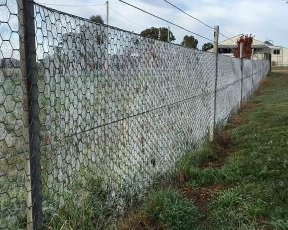 新南威尔士州平原成千上万蜘蛛结网，居民后院宛如“盘丝洞”