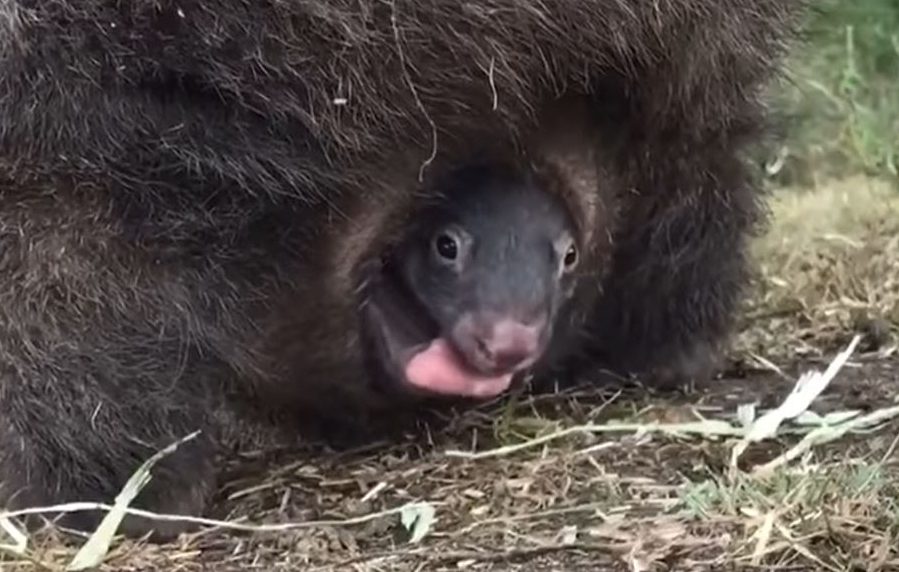 快看，新州这只获救的袋熊正在向全世界炫耀她口袋里的小宝宝