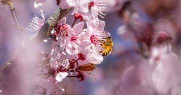 堪培拉去年花粉水平破记录，今年的花粉季将如何？