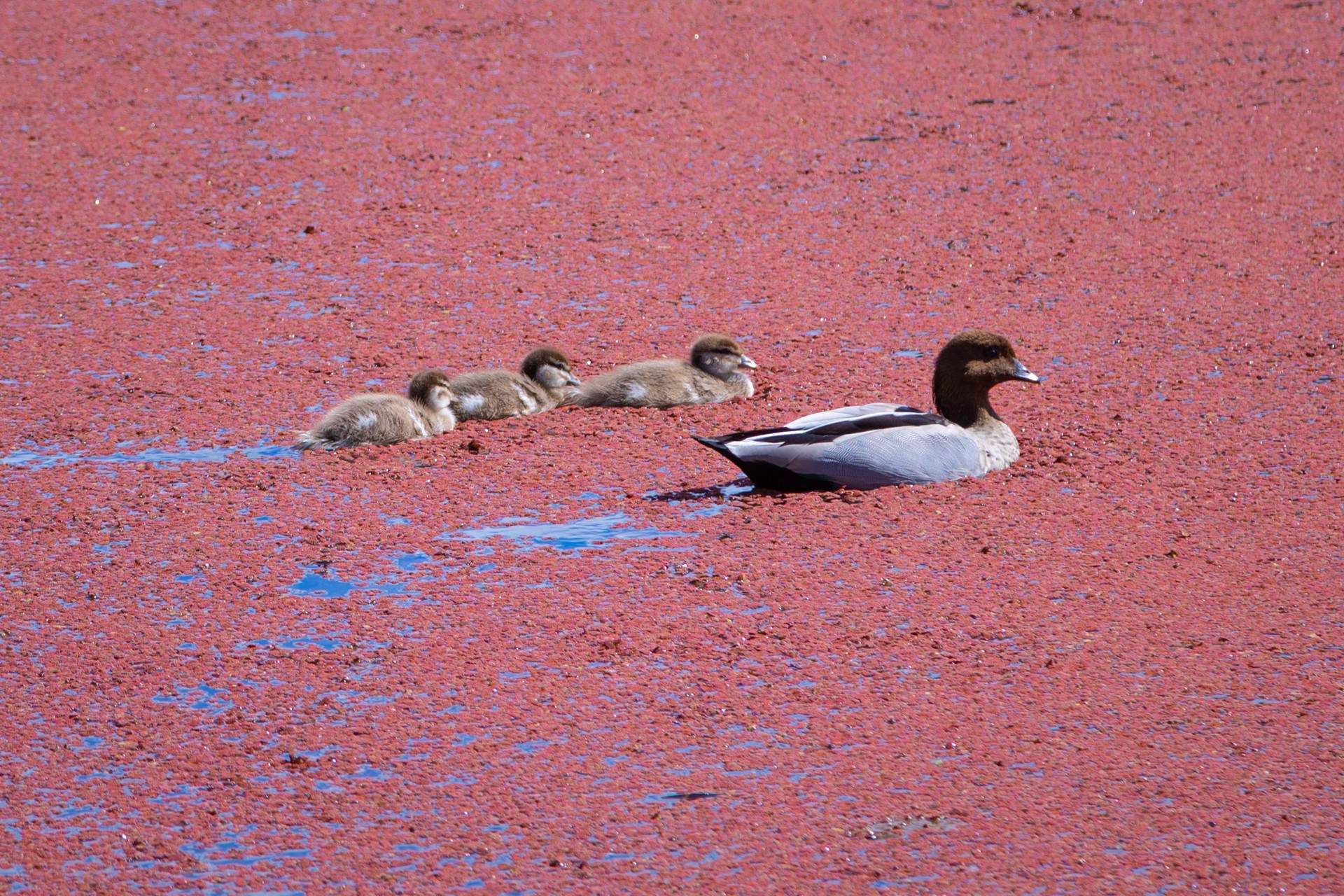 堪培拉的“小粉湖”：秘密池塘藏着这样可爱的自然现象