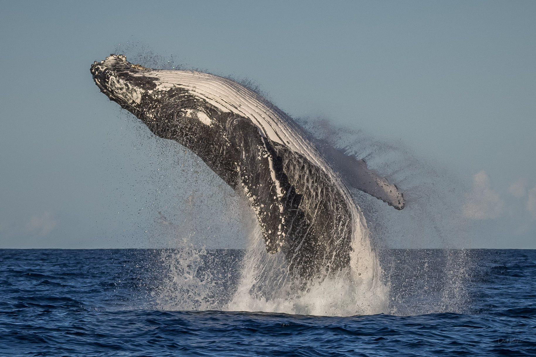 观鲸季来袭，新州蓝宝石海岸出现罕见的超级座头鲸群