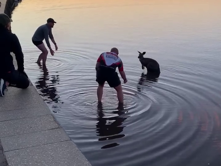 失足袋鼠三度跳进格里芬湖，清晨的寒冷挡不住路人下水救援