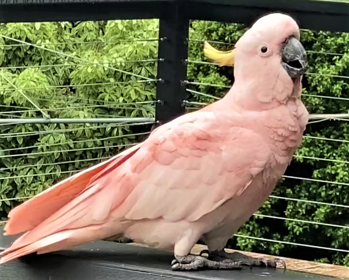 你看见这只粉红色的凤头鹦鹉了吗，专家也没见过，堪培拉人困惑又惊喜
