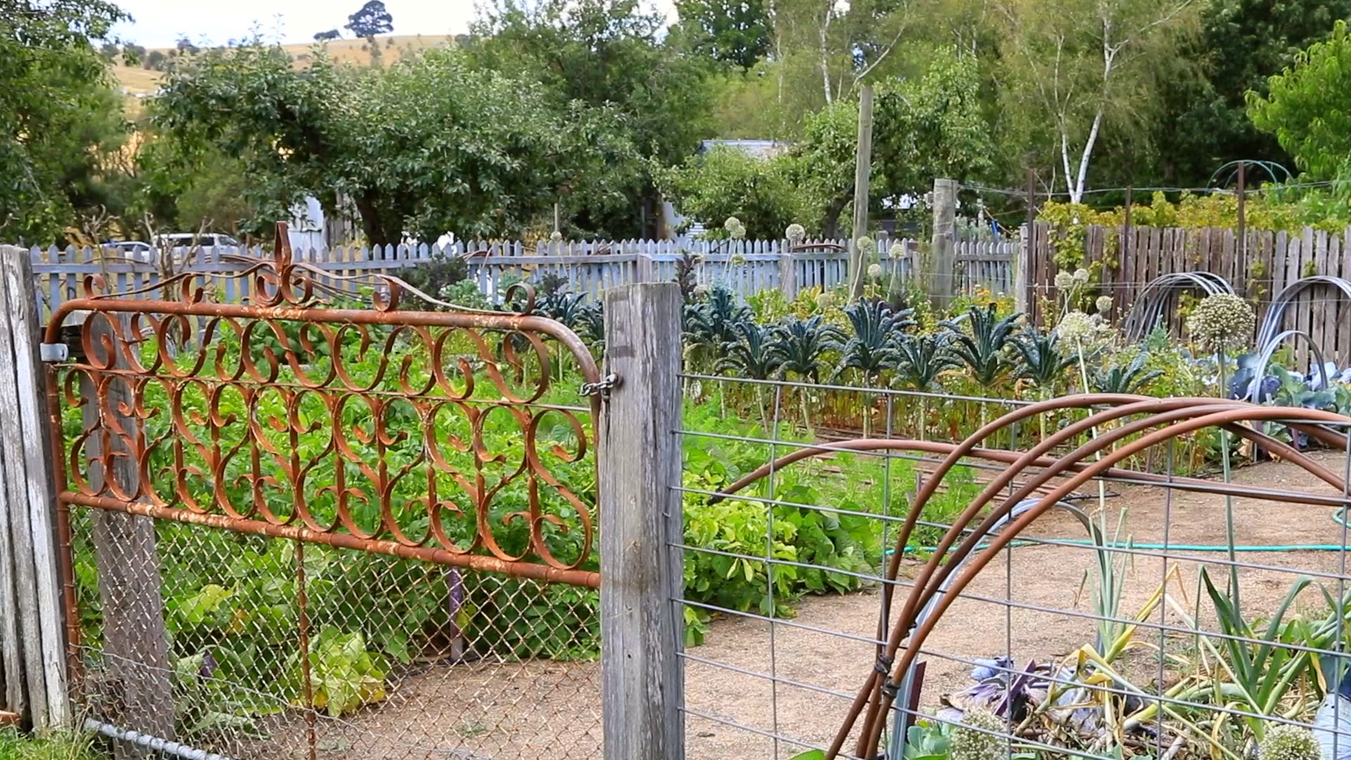 澳洲厨房花园笔记：在堪培拉潮湿的季节，如何打理家里的后院菜园