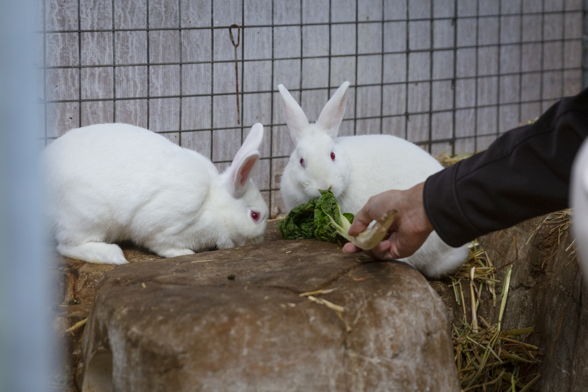 在复活节领养一对真正的兔子回家之前，你需要知道这些