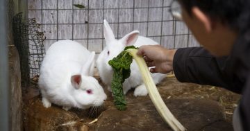 堪培拉有兔子感染致命病毒，RSPCA呼吁宠物主为宠物兔接种疫苗