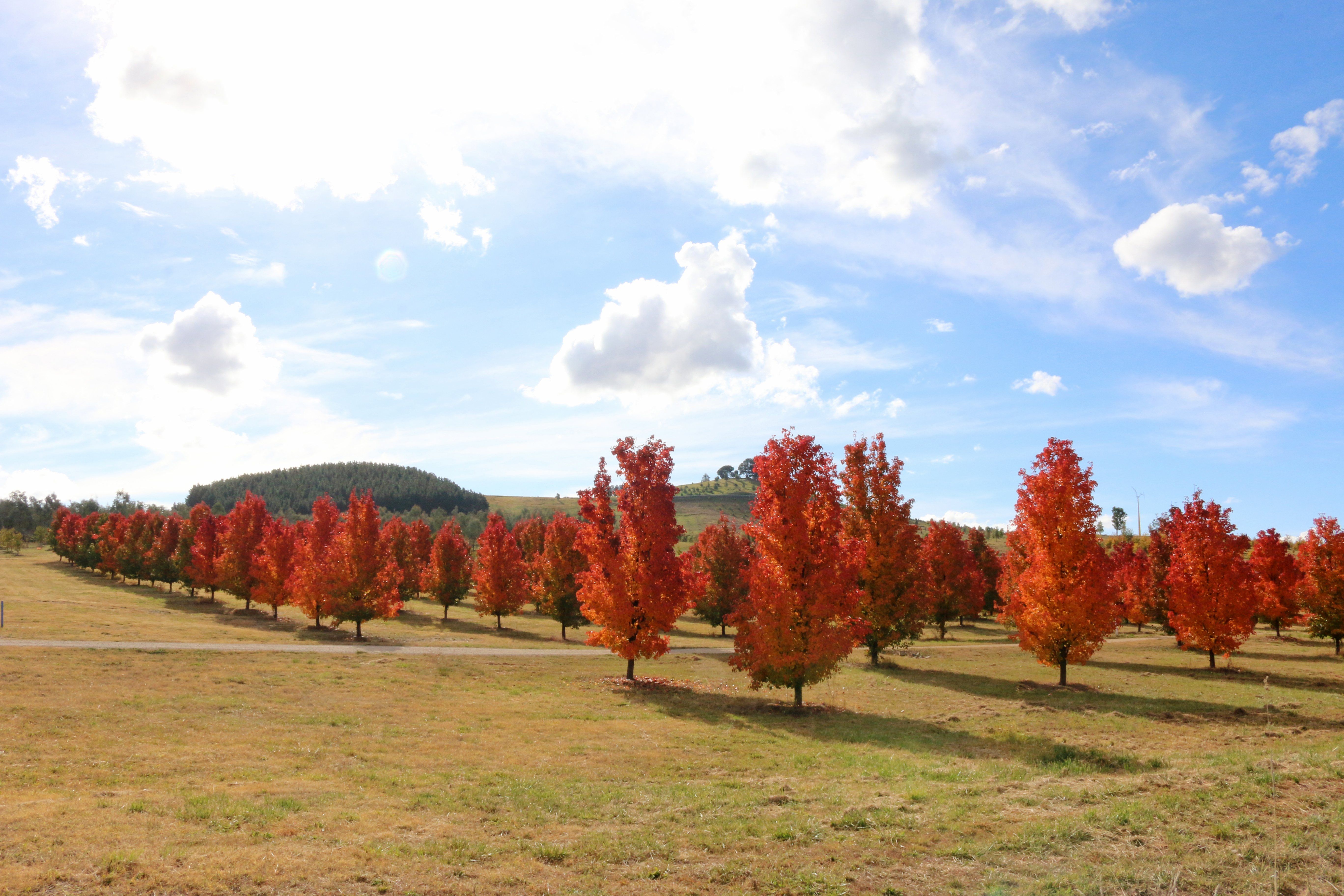 跨越百年的规划：探索堪培拉，发现五彩斑斓的秋叶地图