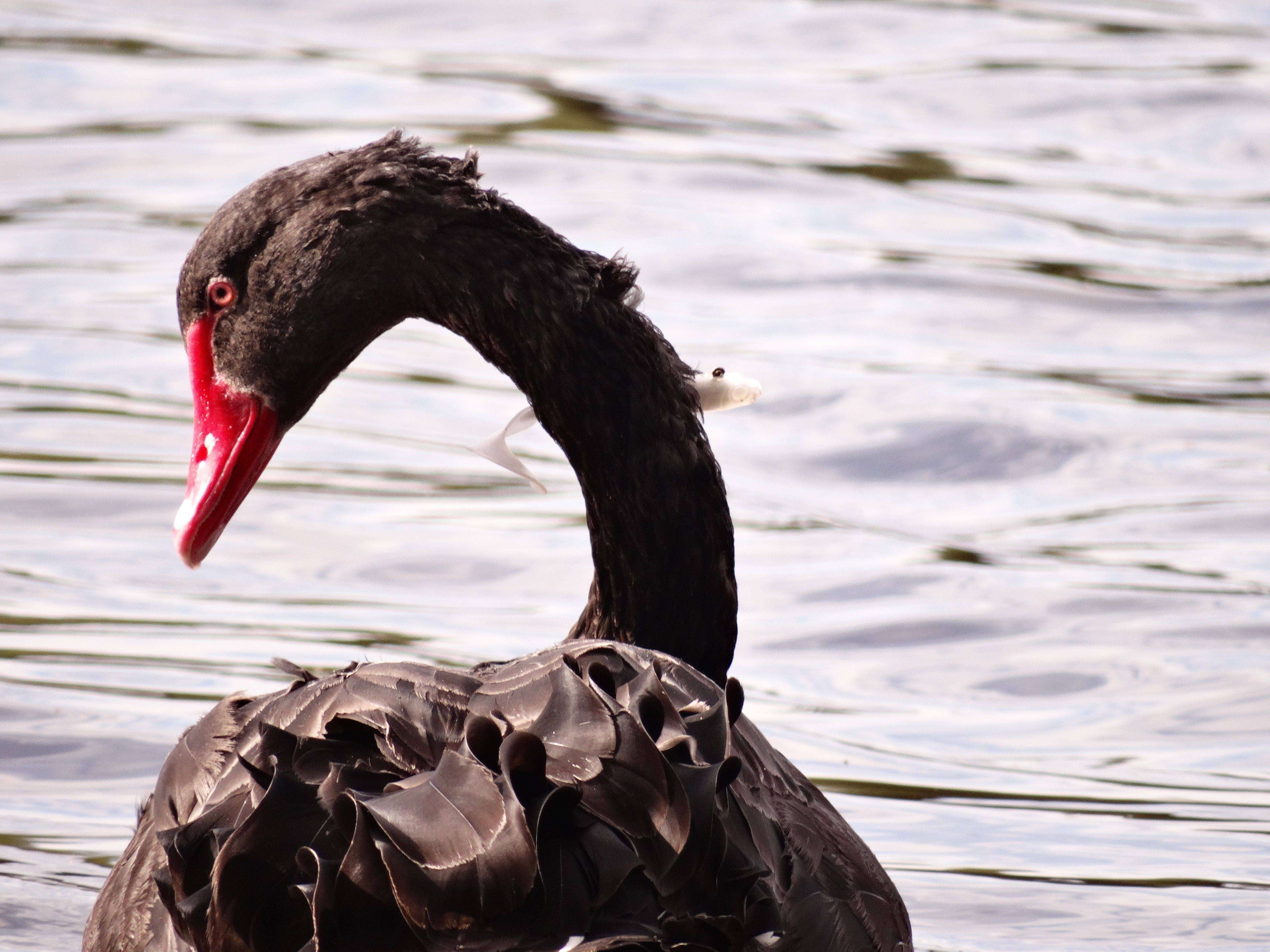 堪培拉格里芬湖的黑天鹅平安脱钩，人们担心更多野生动物在鱼钩下挣扎