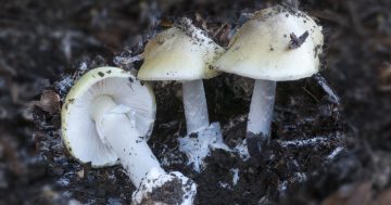“保护孩子的安全”：新州南部地区发现毒蘑菇