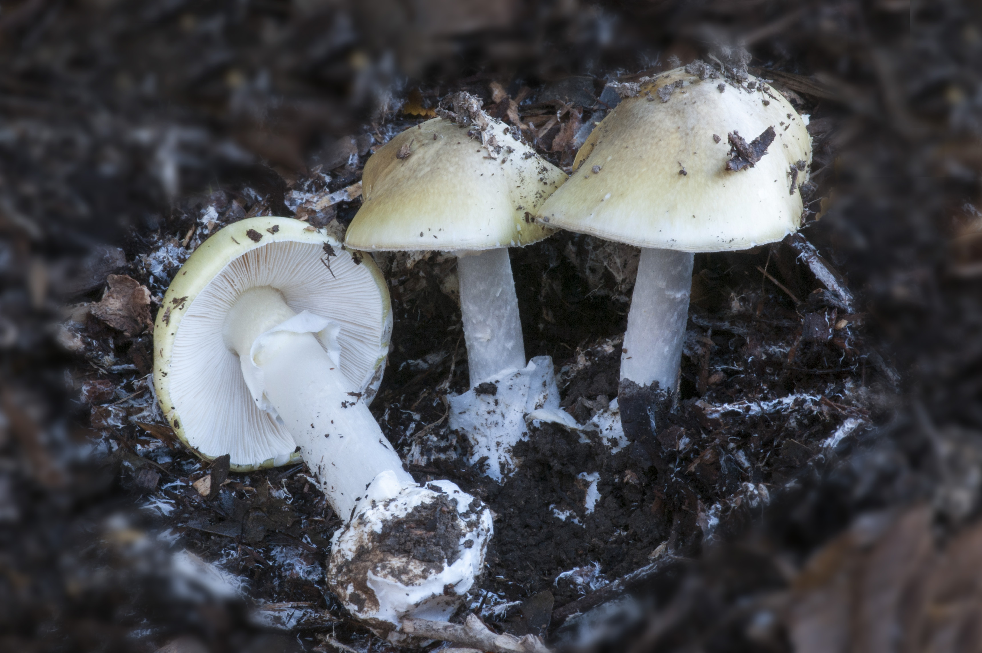堪培拉天气潮湿，大量野生蘑菇涌现