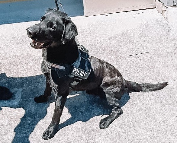 新警犬加入联邦警察局，协助寻找犯罪证物