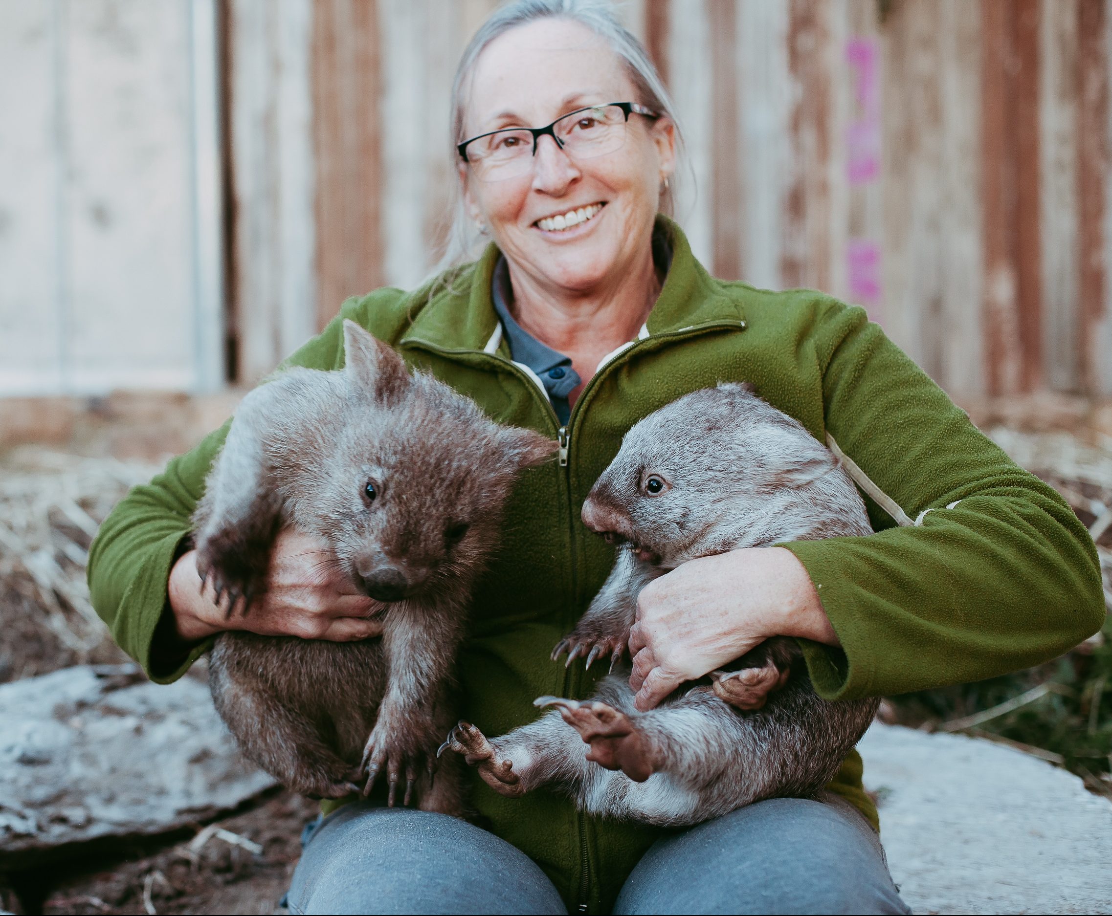 经过两年的救助，ACT野生动物保护组织将袋熊放归野外