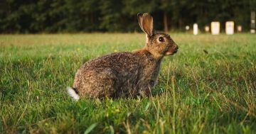 为管控堪培拉兔子数量，兔子被“重新安置到冰柜里”作为动物的食物