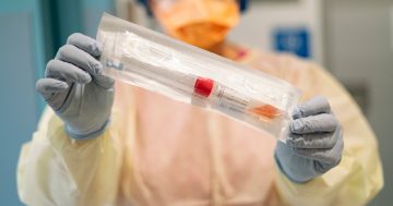 疫情更新：堪培拉本周录得5例死亡，感染数量持续增加