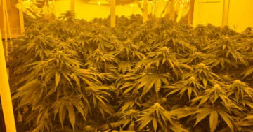 新州警方在Googong查获300株大麻植物，嫌疑人试图在屋顶躲藏