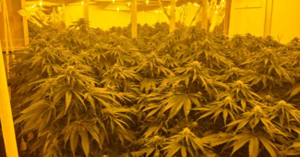 新州警方在Googong查获300株大麻植物，嫌疑人试图在屋顶躲藏