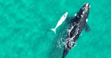 白色的露脊鲸宝宝现身新州南海岸，但请不要去打扰它