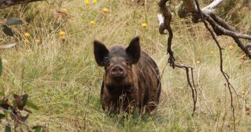 堪培拉这个区近期有野猪出没，护林员采取措施避免其进入生活区