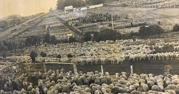 澳大利亚羊毛之都古尔本：回溯近百年前，那个热卖3万只羊的时代