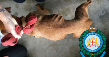 五天内收到五只挨饿的宠物狗，堪培拉RSPCA呼吁加大对虐待动物行为处罚力度