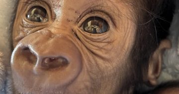 新州Mogo野生动物园的大猩猩宝宝战胜死神，续写生命奇迹
