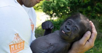 Mogo动物管理员亲手养大的大猩猩在新家安顿啦