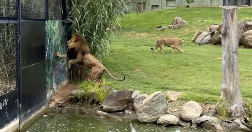 堪培拉响起狮子咆哮，国家动物园迎来两位新成员
