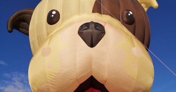 准备好起飞了吗？“斗牛犬巴斯特”领航堪培拉热气球盛会