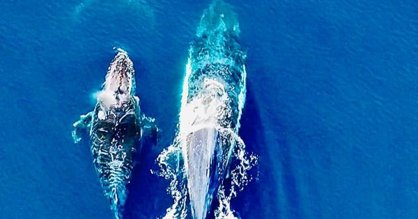 澳洲观鲸季到来，无人机摄影师近距离拍摄座头鲸迁徙