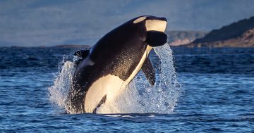 观鲸季来袭，新州南海岸摄影师捕捉到虎鲸戏水瞬间