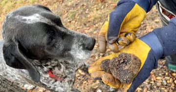 新奇职业：堪培拉松露季来临，看看狗狗是怎样挖到松露的